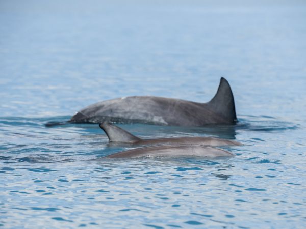 dolphins in matilda bay